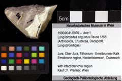 Foto (Objket + Etiketten) von Longodromites angustus (Reuss 1858) 